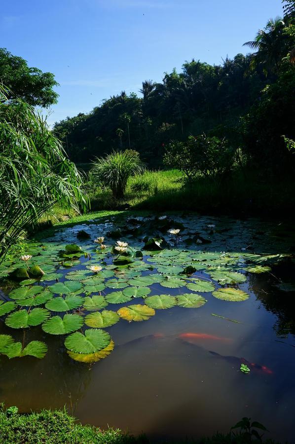 Rinjani Mountain Garden Otel Bayan Dış mekan fotoğraf