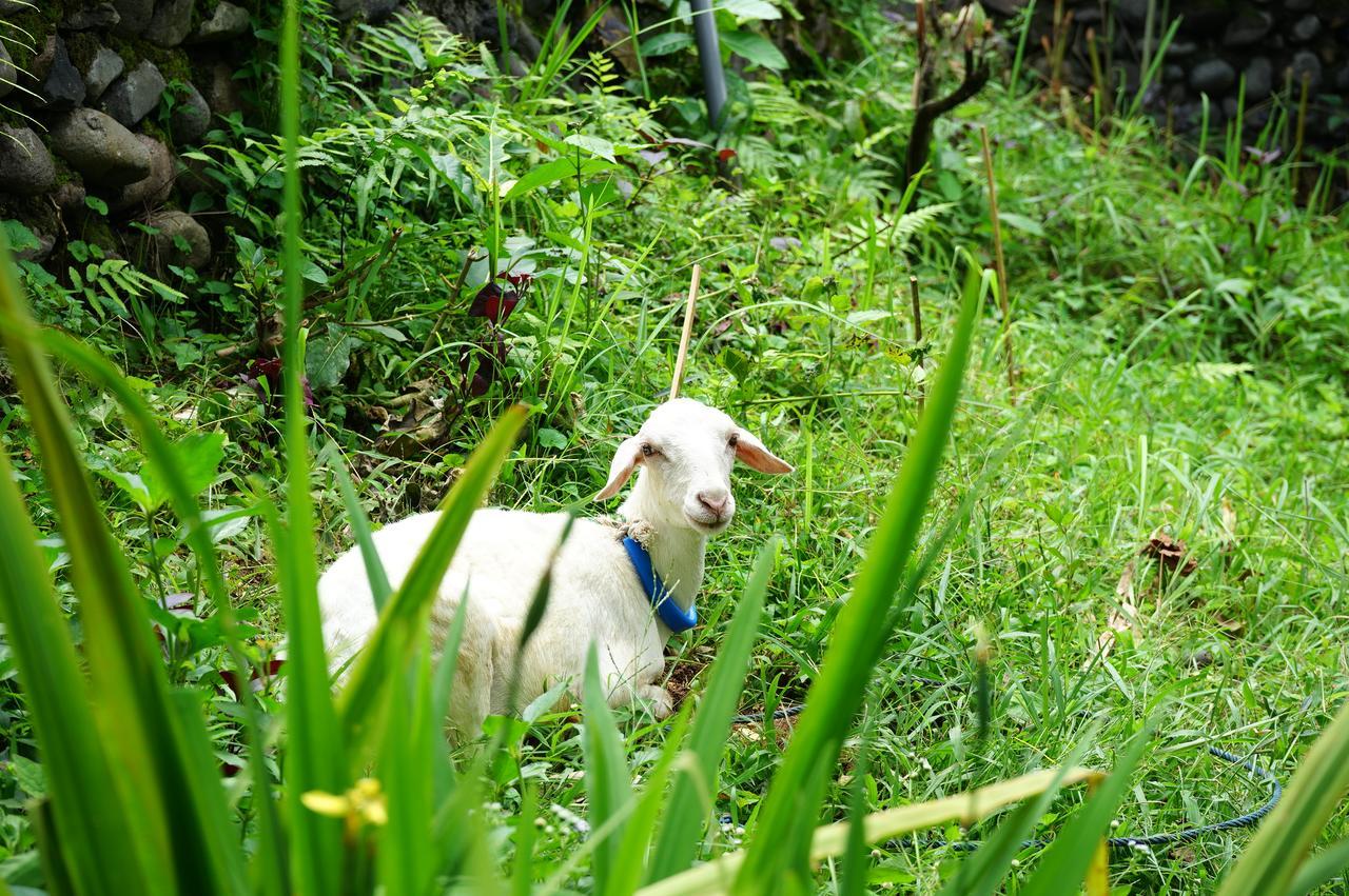 Rinjani Mountain Garden Otel Bayan Dış mekan fotoğraf